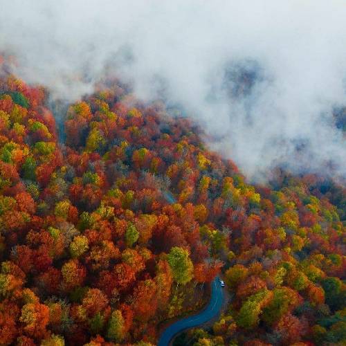 سایا مهمونی