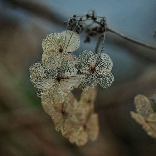  من یه پرندم آرزو دارم تو بامن باشی من یه خونه‌ی تنگ و تاریکم کاشکی تو بیای چراغم باشی