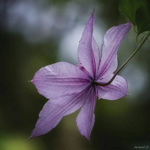  هرجور بچرخه چرخ تو روزگار بازم میرقصم به سازت روزگار