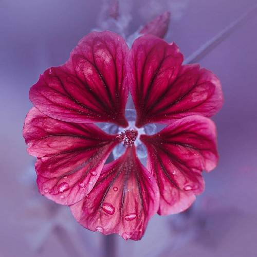 آدرنالین زخم