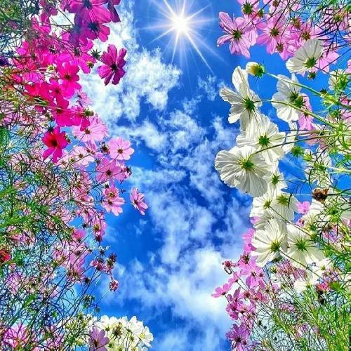 حصین صبحونه