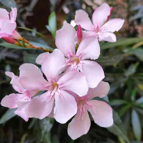  حالم پروقاتیه طلبه چاوه فاطیه