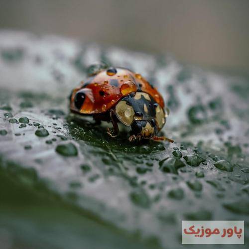 فعلا خداحافظ