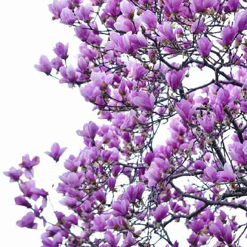 یاسان بانو آهای بانو دل من مثل یه بچه تو کوچه عشق