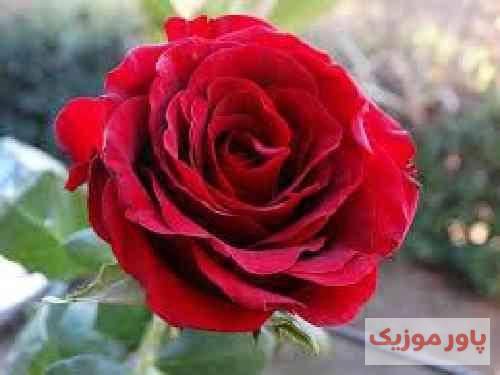 علیها تنها تنها