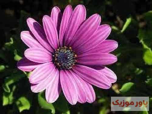 موسی الرضا هاتفی بریز ساقی بریز سنگین ترش کن