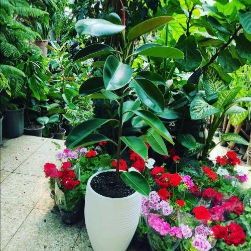 ماری محمدی رعنا بخرده ترش هلی