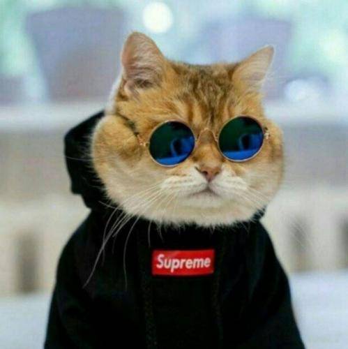  باید بخشید درو بست دیگه قانون ننوشت