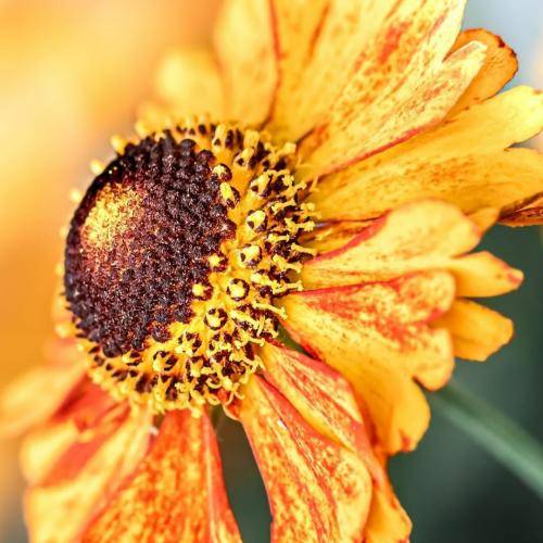 علی اردوان عوضی فقط بهم بگو بودش چیش کم