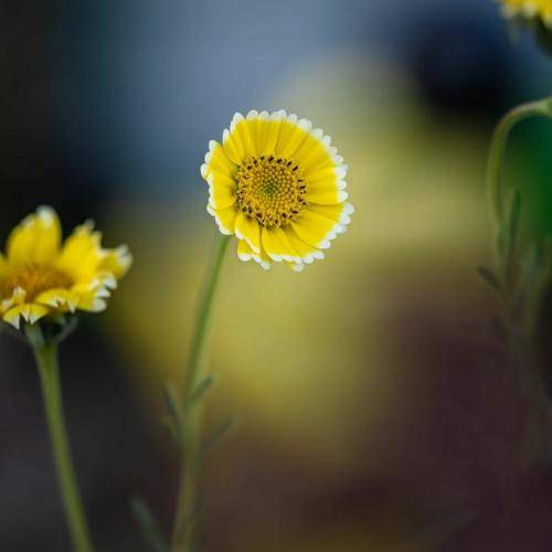  شعبه اصلی منم کپی و شبیه ندارم