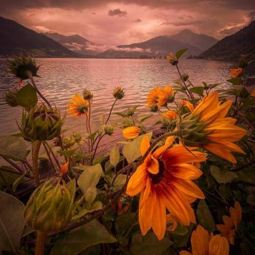  ای گلوم دردت به جونم ای گلوم گل مهربونم