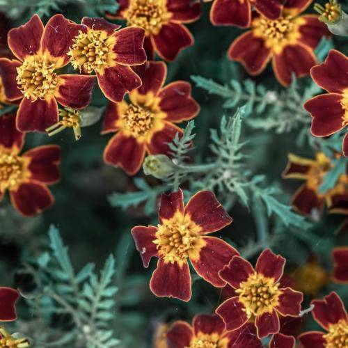 علی اردوان ولی بازم چپ سینمی