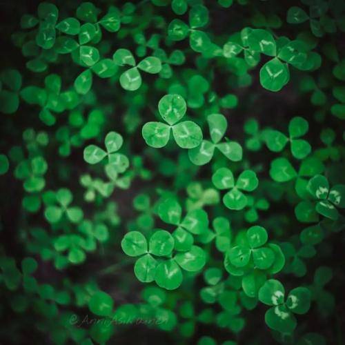 چوار دیلان نازدار