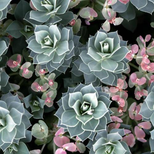 خسرو حسین زاده تش هایته دل بهار ِوا ره کورن