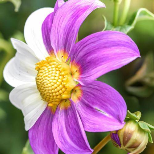  اگه سیاهه قلبم چون همین آدما سیاهش کردن