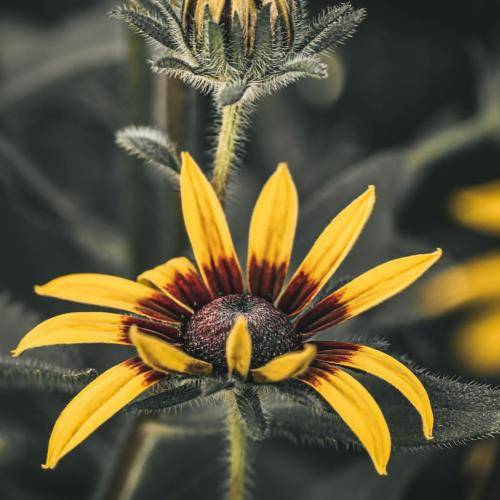 علی اردوان قبل تو هیچوقت بعد تو هیچکس دلمو نبرد