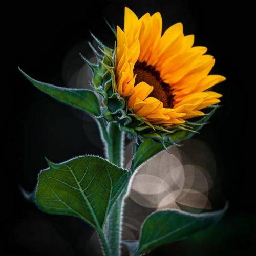 علی میررضایی امشو می دل خوانه بوره مره نَوونه باور