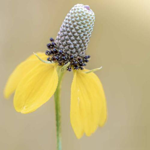 تنها آرزوم تورو دیگه هرگز نبینم