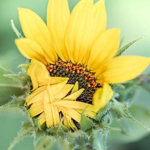  بی وفا زنگ بزه دَ دل سنگی دل بِکَ