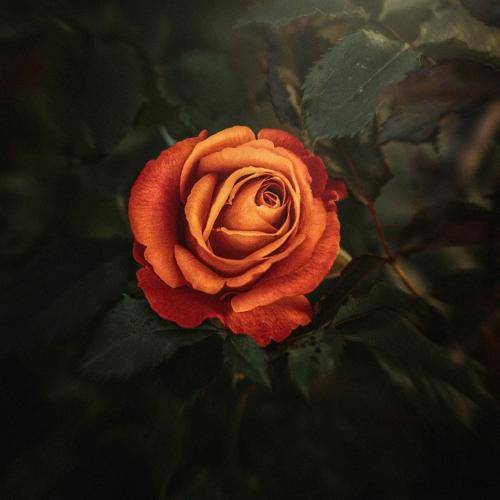  مهم نی برام که چند تا هستن منی که بهم میزد سرکار دستبند