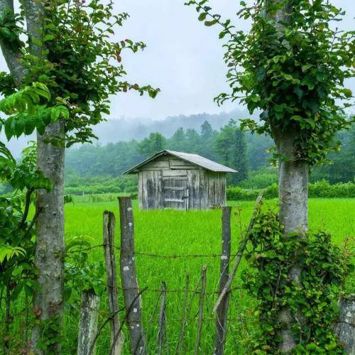 محمد حسینوند کفن مرگوم امشو گلوم باید بدوزی