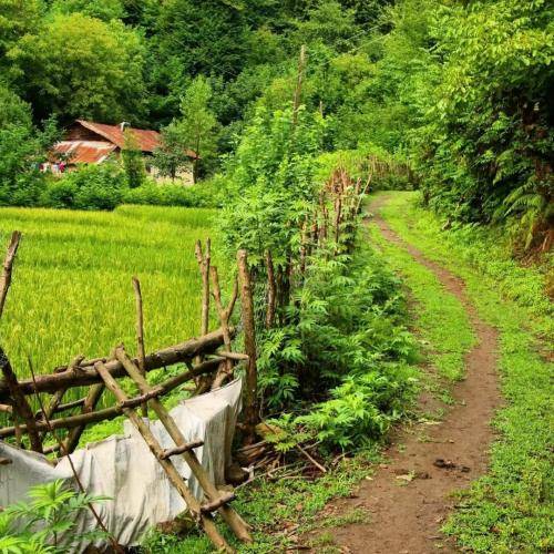 محمد قائمی دخترخاله