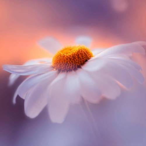  به جهنم حداقل پرچمِ من در فضاست