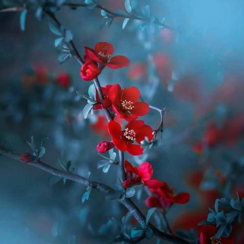 بیتا صدای شر شر واران