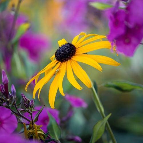 بانه شیروان دستم بگره