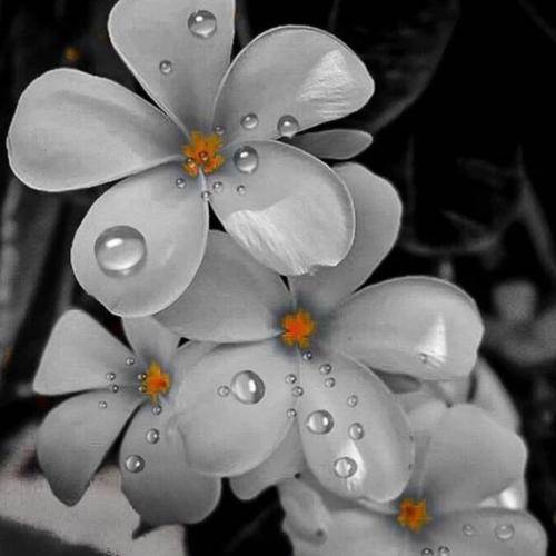 با صدای زن درد دنیا بارمه دیری تو کشتم