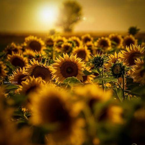 بانه شیروان دوای سالیک