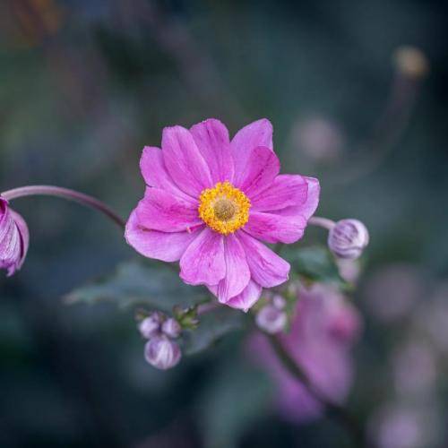 بانه شیروان همو شه ویک