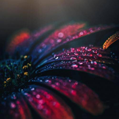 فرشته ارغوانی قلندر