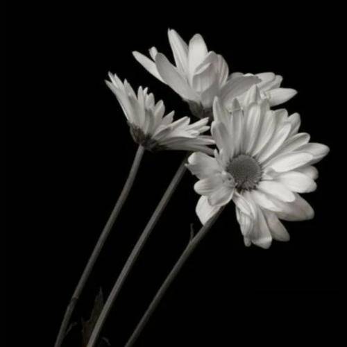  لیلامون بورسیه نداشت پدرش بیزنس روسیه نداشت