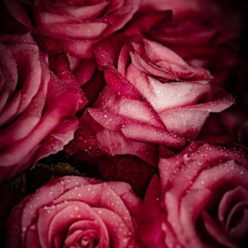 فرشته ارغوانی ناز نکن دلبر