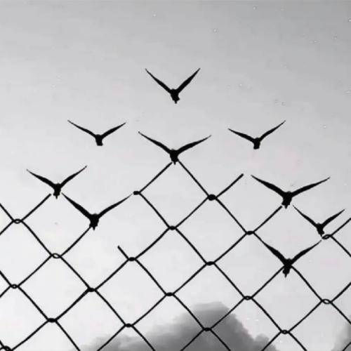  تو خوبی ولی حاله ما نه بال تو باز ولی بال ما نه