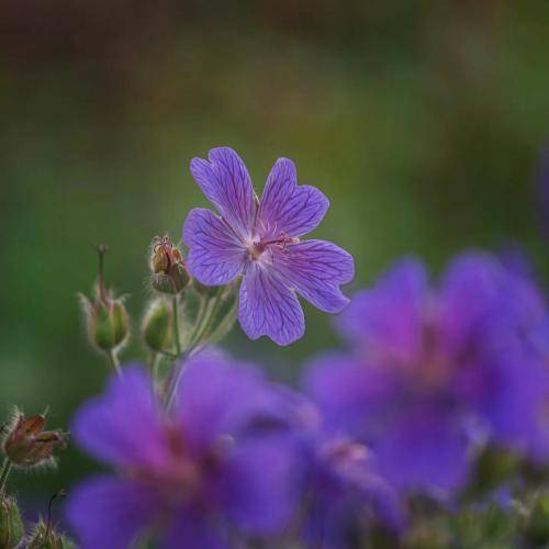 فرشته ارغوانی کتولی