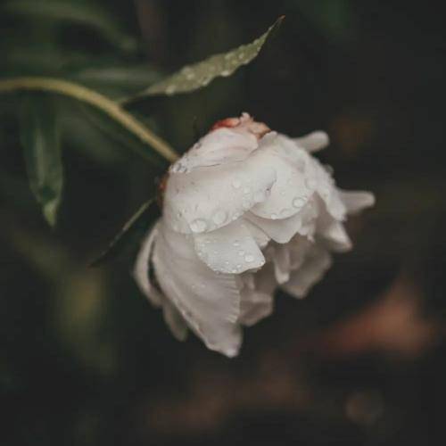 فرشته ارغوانی مره بی ته