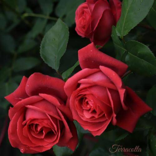 فرشته ارغوانی گل ونوشه