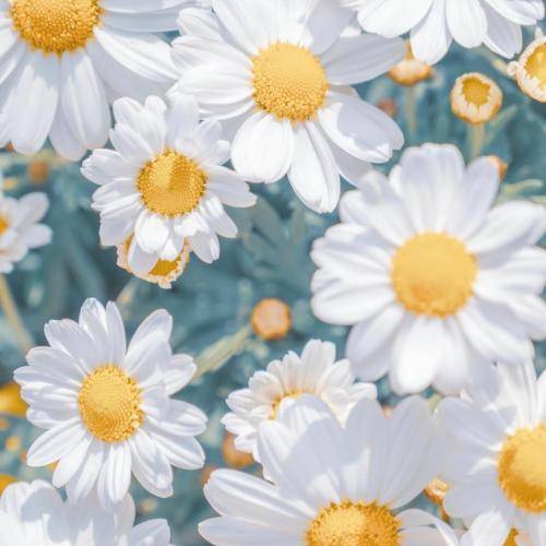 دلنیا رزازی چاوه‌ری بووم