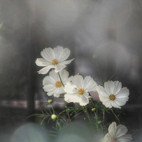 دلنیا رزازی له و روژه‌وه