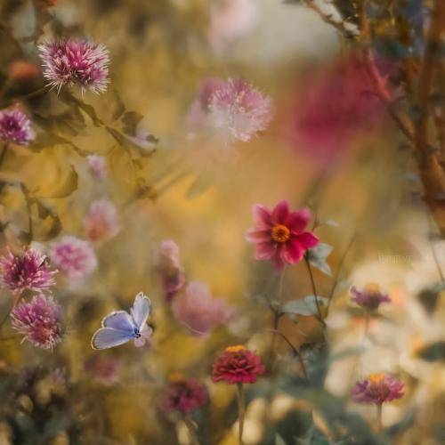 دلنیا رزازی و ناصر رزازی هه موو هاودهنگ