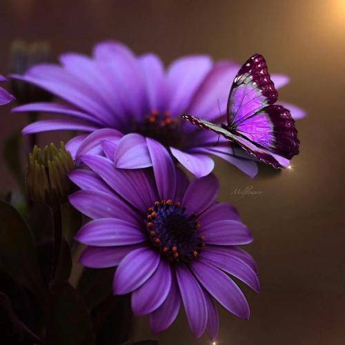 دلنیا رزازی که شه و دادی