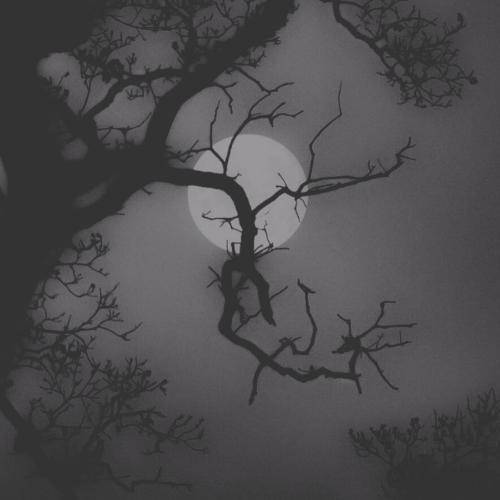 فرهاد مرد تنها