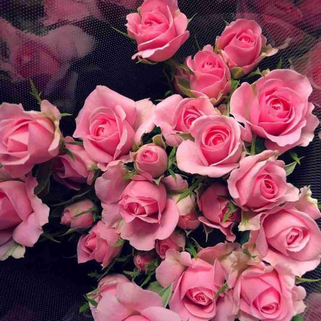 Babymonster Like That