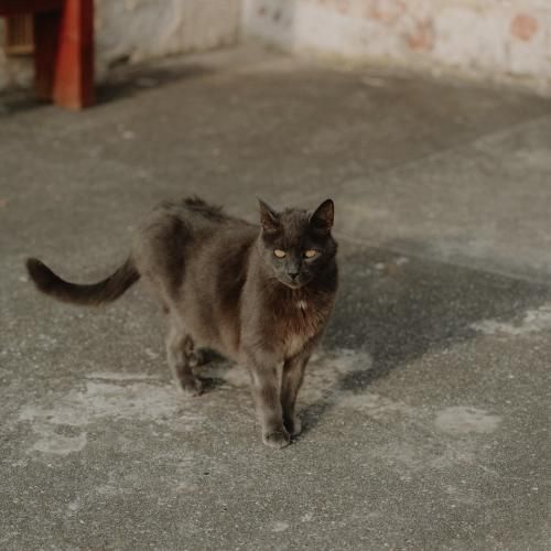 دیگه همه به ما میگن ستون به ما میگن