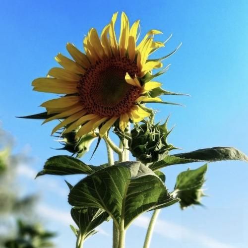 هنوزم با غمت خونه دلم تاریکه خونه با صدای دختر