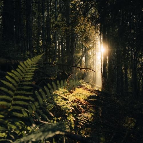 برگرد جوجه برگرد لونه قول میدم بیارم