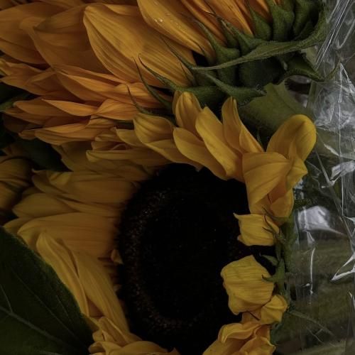 نام جاوید وطن صبح امید وطن اجرای گروهی اینستا