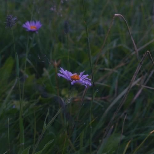 وقتی از هند اومدم با ماشین بنز اومدم اینستایی